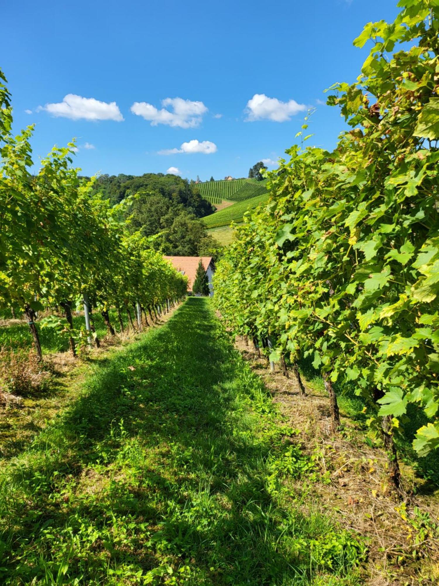 Ferienhaus Zangl Am Seggauberg - Suedsteiermark Leibnitz Exteriér fotografie